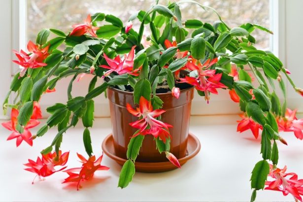 Ką lapkritį būtina padaryti su kalėdiniu kaktusu, kad jis gausiai žydėtų žiemą