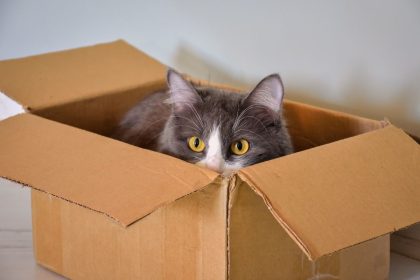 Kodėl katės taip mėgsta dėžes – evoliucinis atsakymas nustebins net patyrusius šeimininkus