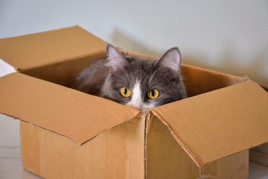 Kodėl katės taip mėgsta dėžes – evoliucinis atsakymas nustebins net patyrusius šeimininkus
