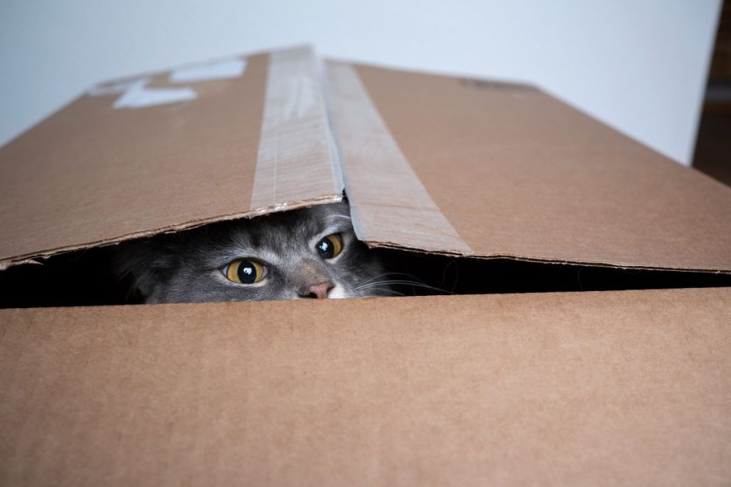 Katės ir dėžės: netikėtas mokslinis atsakymas, kurio nesitikėjo net veterinarai