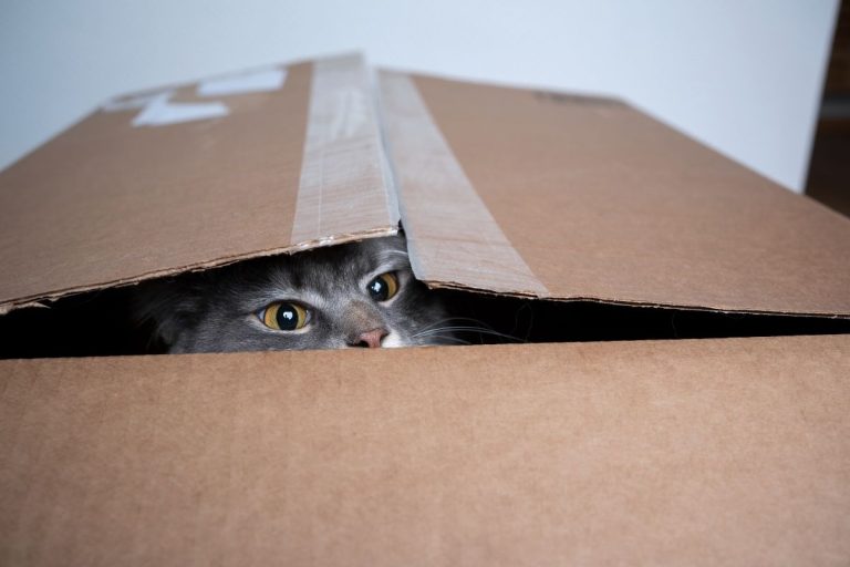 Katės ir dėžės: netikėtas mokslinis atsakymas, kurio nesitikėjo net veterinarai