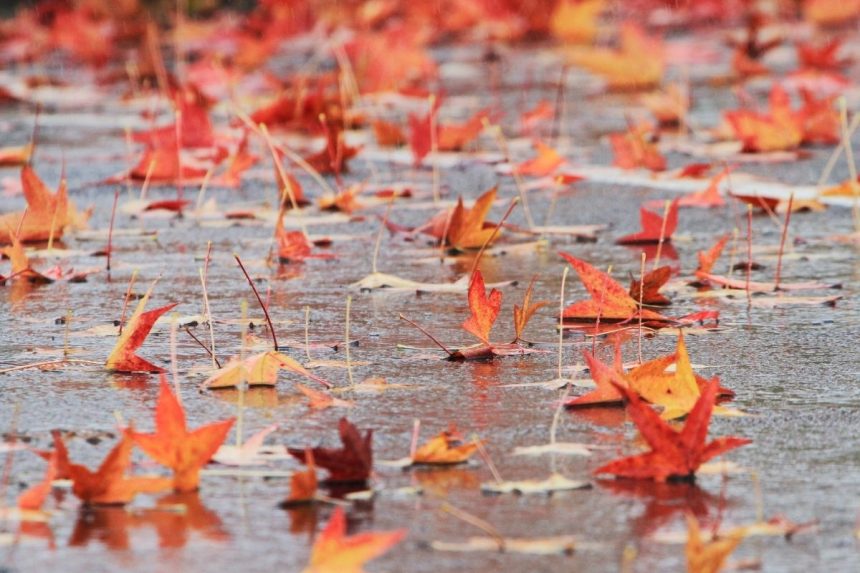 Lapkričio mėnulio kalendorius 2025: trys pavojingos dienos ir palankūs laikai