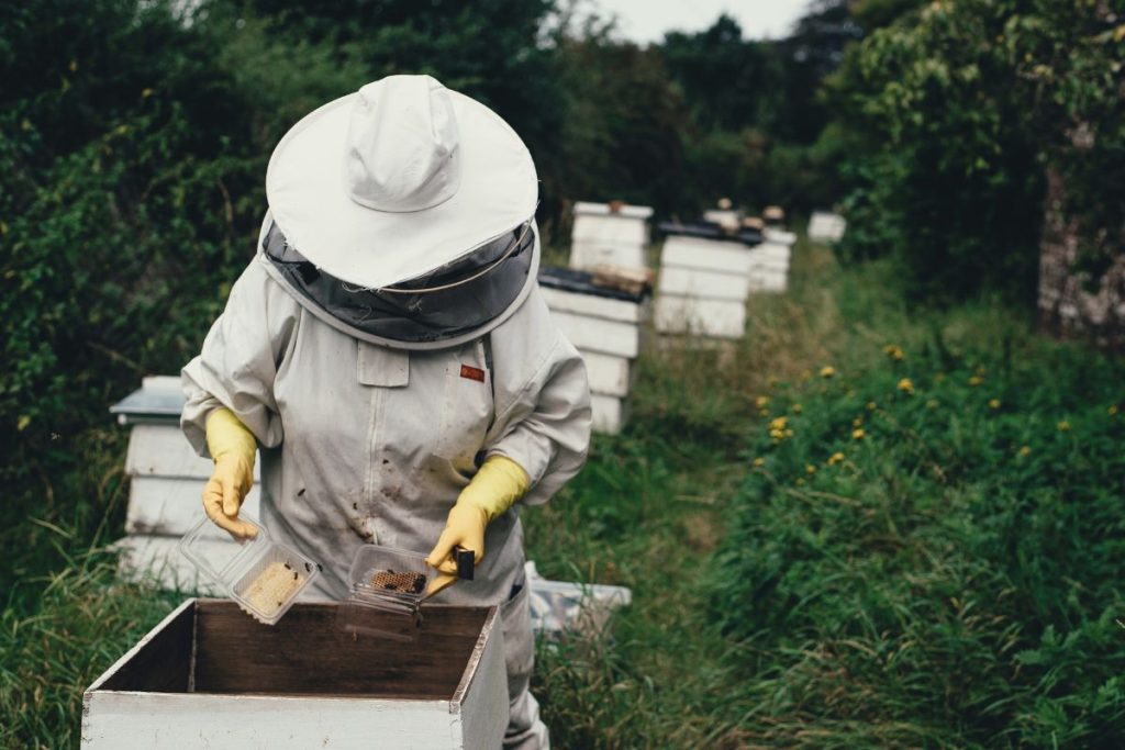 Kaip dažniausiai klastojamas medus