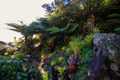 Rečiausia spalva gamtoje: kodėl violetinė beveik nesusidaro natūraliu būdu