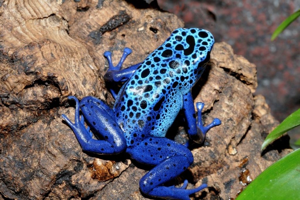 Mėlyna spalva gamtoje reta, nes dauguma pigmentų tokią bangą sugeria