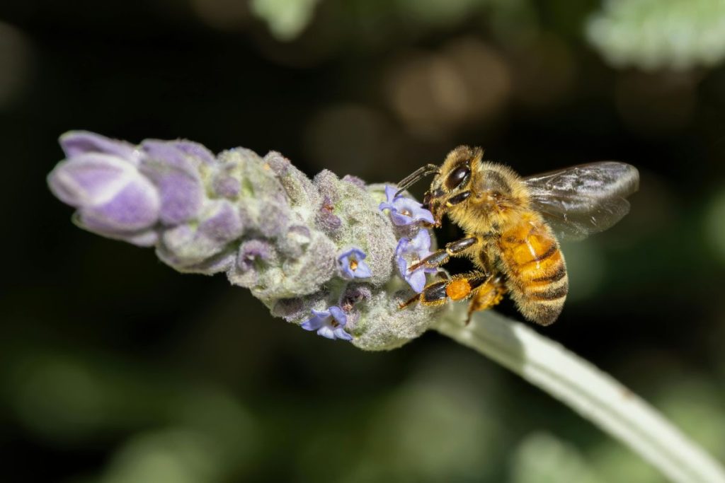 Kaip atrodo tikras medus ir koks turi būti jo tirštumas
