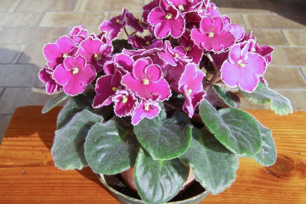 Kodėl plastikas augalams tinka geriau