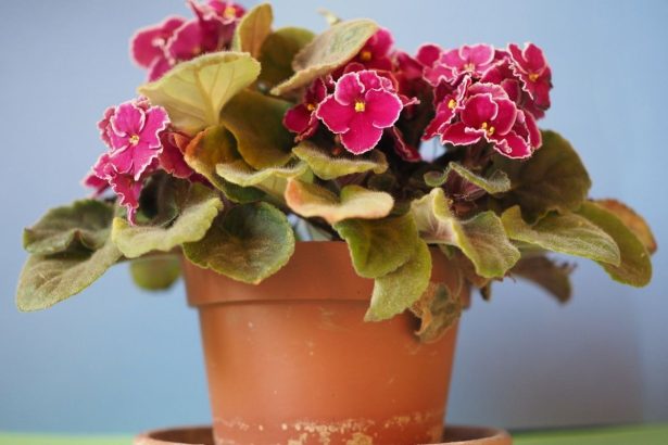 Kodėl žibuoklės neauga keraminiuose vazonuose: pagrindinė klaida, kuri lėtai žudo augalą