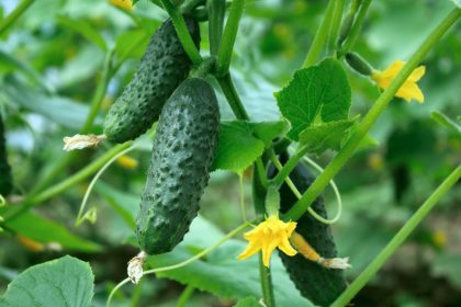 Geriausi agurkų hibridai Lietuvos daržams: kurie tikrai dera ir randami prekyboje