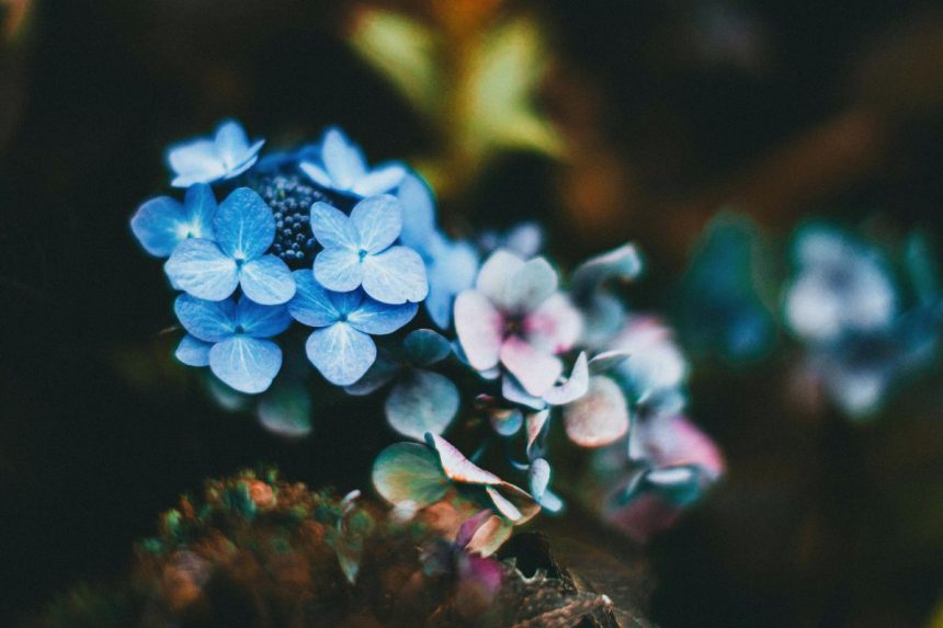 Hortenzija „neatleidžia“: žiemos klaida, dėl kurios vasarą nelieka žiedų