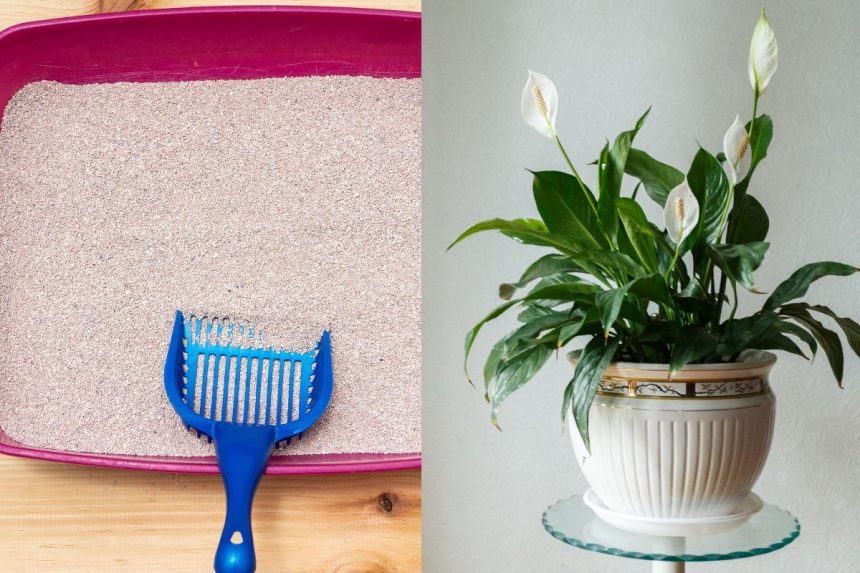 Kačių kraikas augalams? Netikėta, bet veiksminga gudrybė, kurią reikia žinoti kiekvienam augintojui