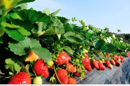 Vienas darbas iki gruodžio 20-osios: kaip atnaujinti braškes be persodinimo