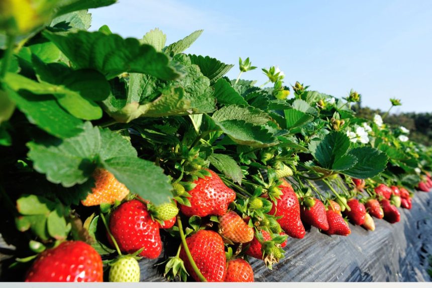 Vienas darbas iki gruodžio 20-osios: kaip atnaujinti braškes be persodinimo