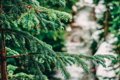 Kaip išsirinkti gyvą Kalėdų eglutę, kad ji išliktų šviežia iki pat švenčių: ekspertų patarimai