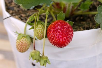 Kaip žiemą užsiauginti braškių be sodo: pilnas gidas derliui bute