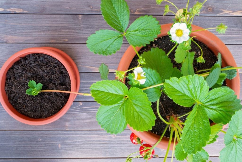 Kada sodinti braškes namuose