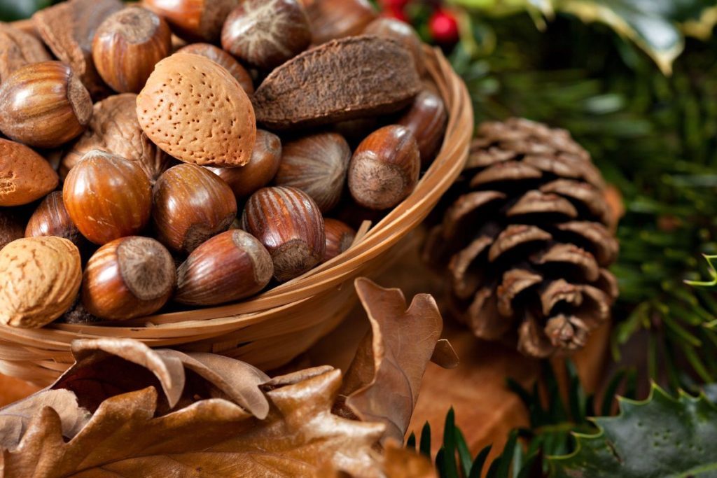 Ožiaragis – tikri riešutai ir kankorėžiai