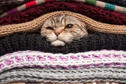 Ar katės jaučia artėjančius šalčius? Mokslininkai patikrino populiarią prietarą