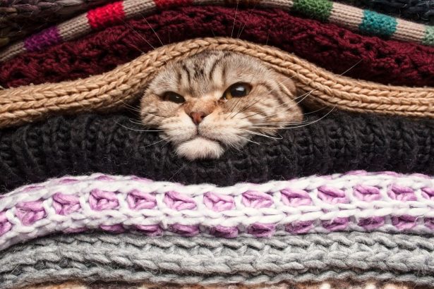 Ar katės jaučia artėjančius šalčius? Mokslininkai patikrino populiarią prietarą