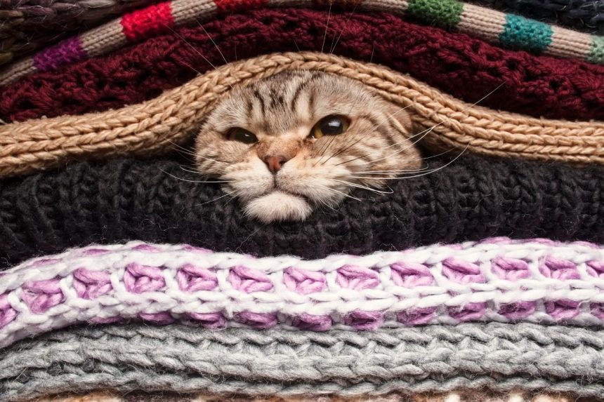 Ar katės jaučia artėjančius šalčius? Mokslininkai patikrino populiarią prietarą