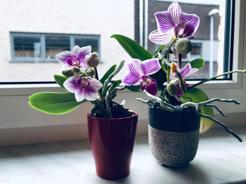 Kokius vazonus geriau apeiti