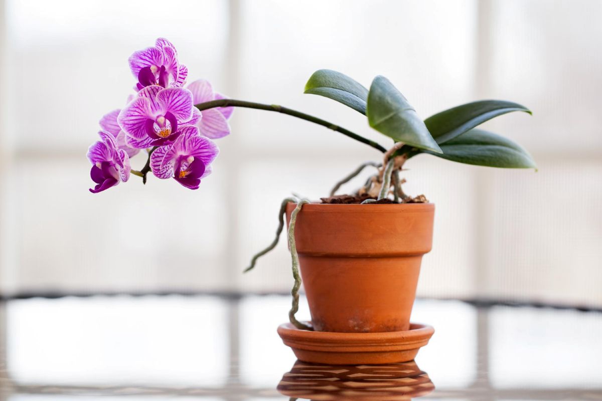 Kur orchidėjų geriau nesodinti: klaidos, kurios žudo šaknis ir stabdo žydėjimą