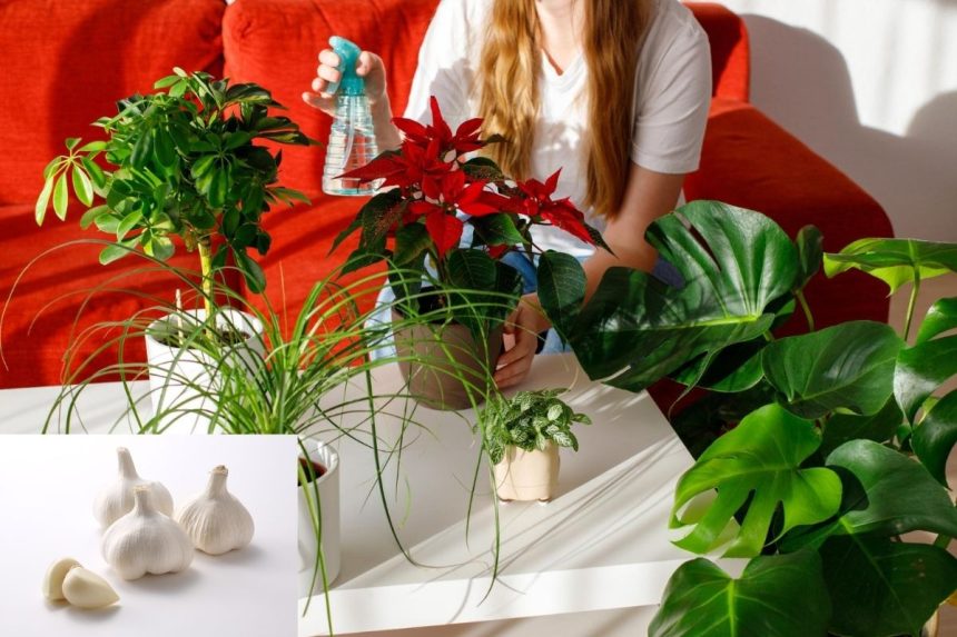 Natūrali trąša per 1 minutę: šis mišinys priverčia žydėti net pačius „užsispyrusius“ kambarinius augalus