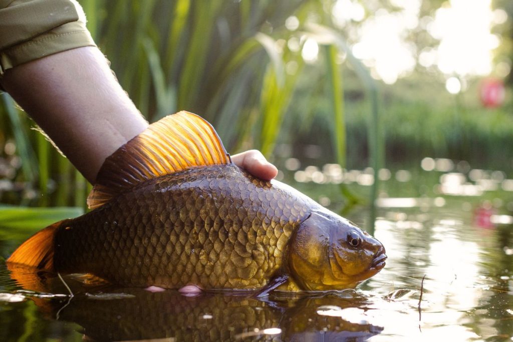 Kaip saugiai atitirpinti žuvį?