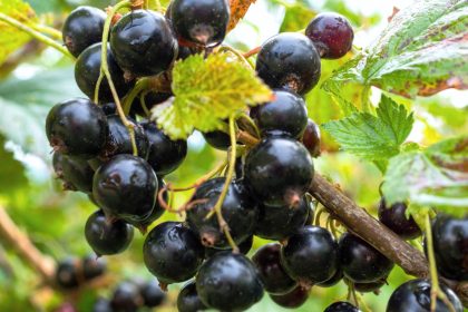 Serbentų tręšimas žiemą: kaip pelenai gruodį užtikrina gausų derlių vasarą