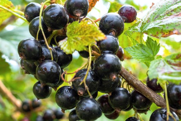 Serbentų tręšimas žiemą: kaip pelenai gruodį užtikrina gausų derlių vasarą