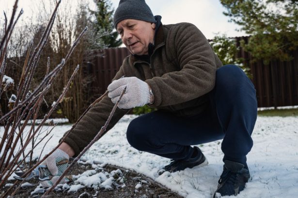 Viena sena klaida gali tapti sodo katastrofa: kodėl nebereikėtų naudoti sodo varo