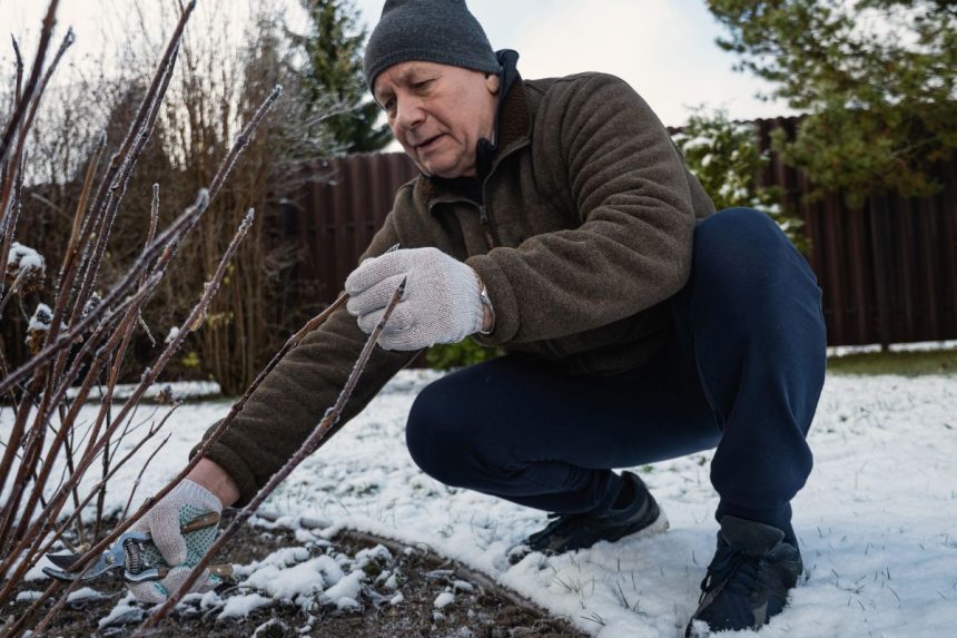 Viena sena klaida gali tapti sodo katastrofa: kodėl nebereikėtų naudoti sodo varo