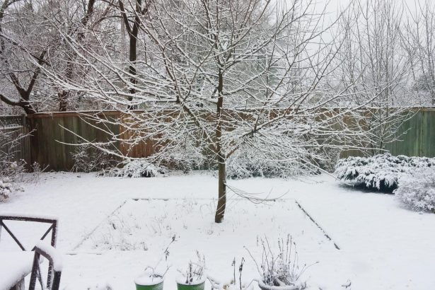 5 trąšos, kurias galima berti tiesiai ant sniego: agronomo patarimai žiemai