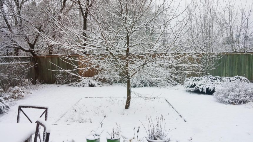 5 trąšos, kurias galima berti tiesiai ant sniego: agronomo patarimai žiemai