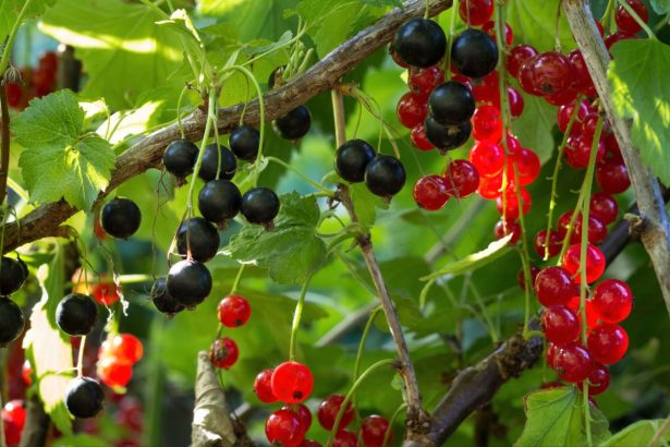 Ne mėšlas ir ne pelenai: virtuvės trąša serbentams gausiam derliui