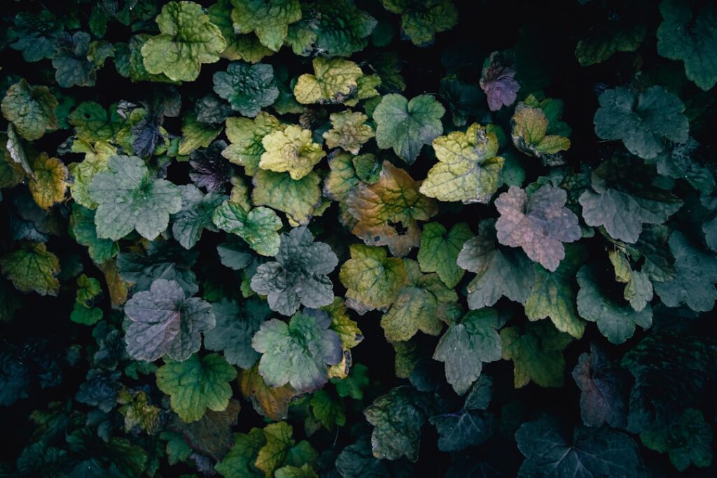 Close-up of dark green and purple leaves.