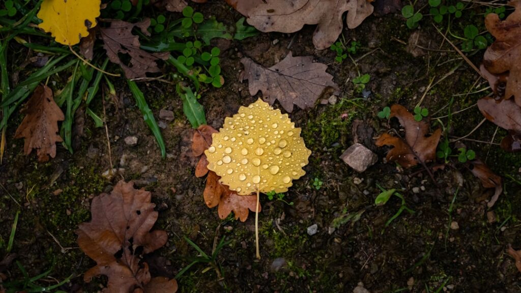 Yellow leaf with water droplets on forest floor