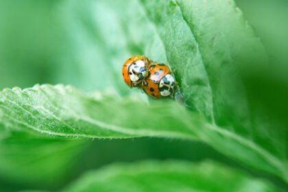two red ladybugs