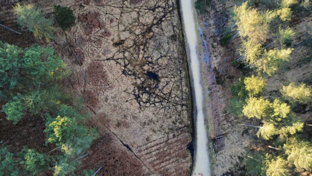 Aerial view of a forest with a path.