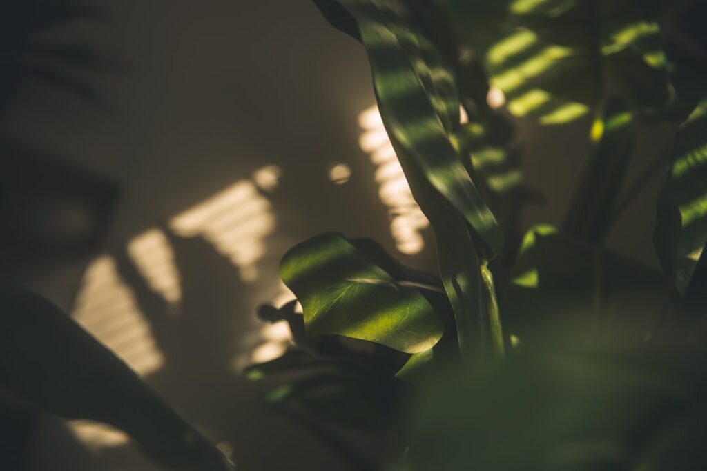 a close up of a plant with long green leaves