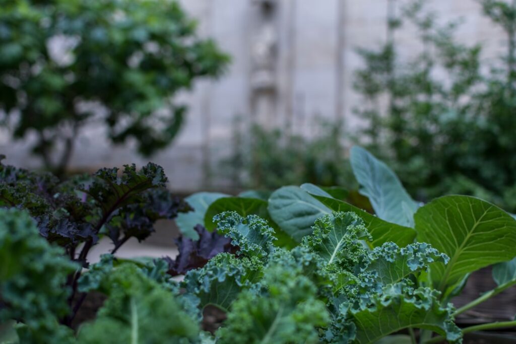 a garden filled with lots of green leafy vegetables