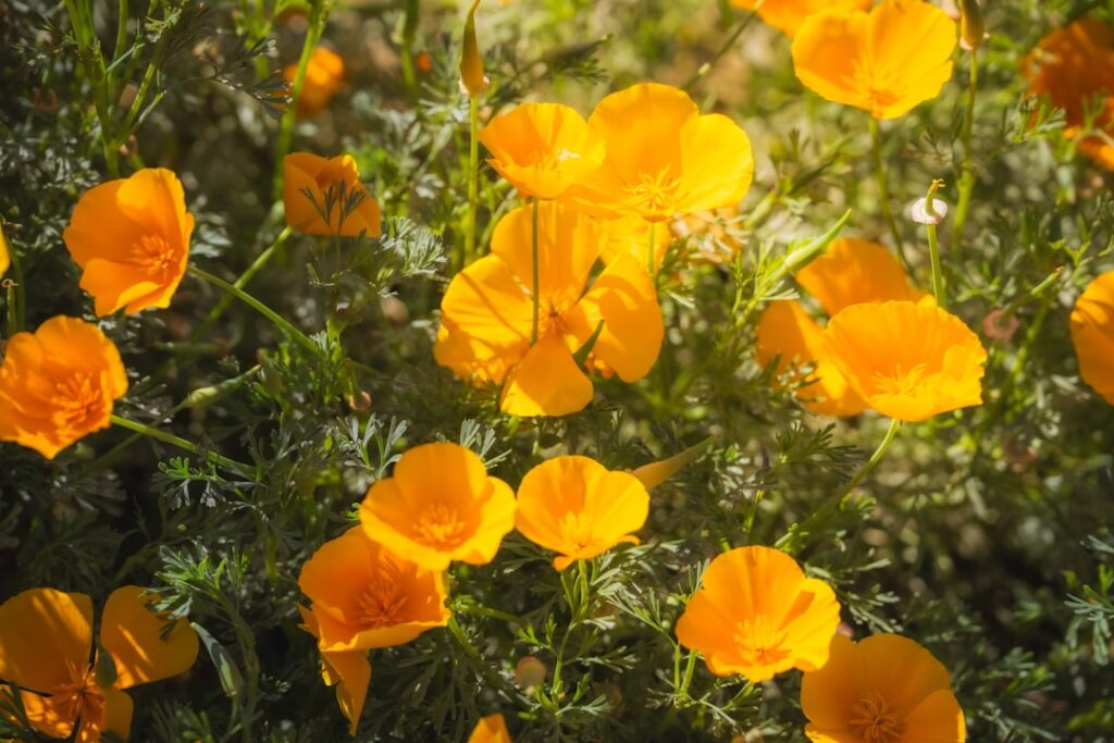 California poppies bloom with radiant orange petals.
