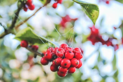 red round fruits in tilt shift lens
