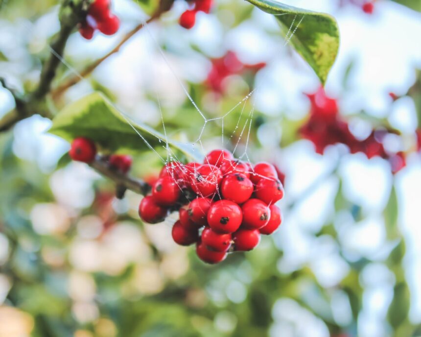 red round fruits in tilt shift lens