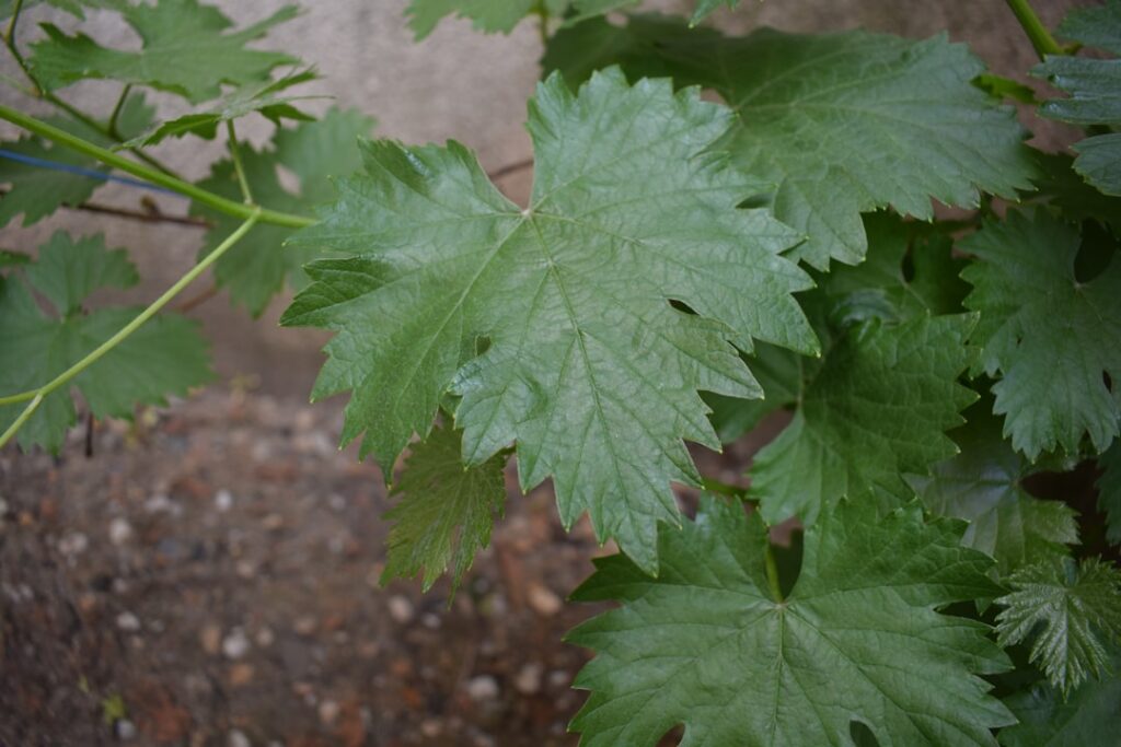 a close-up of some leaves