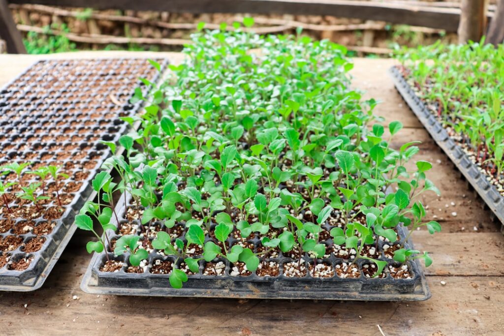 a group of plants in a garden