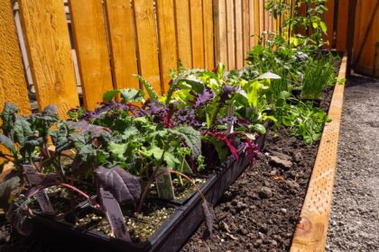 a garden with plants