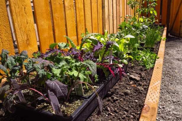 a garden with plants