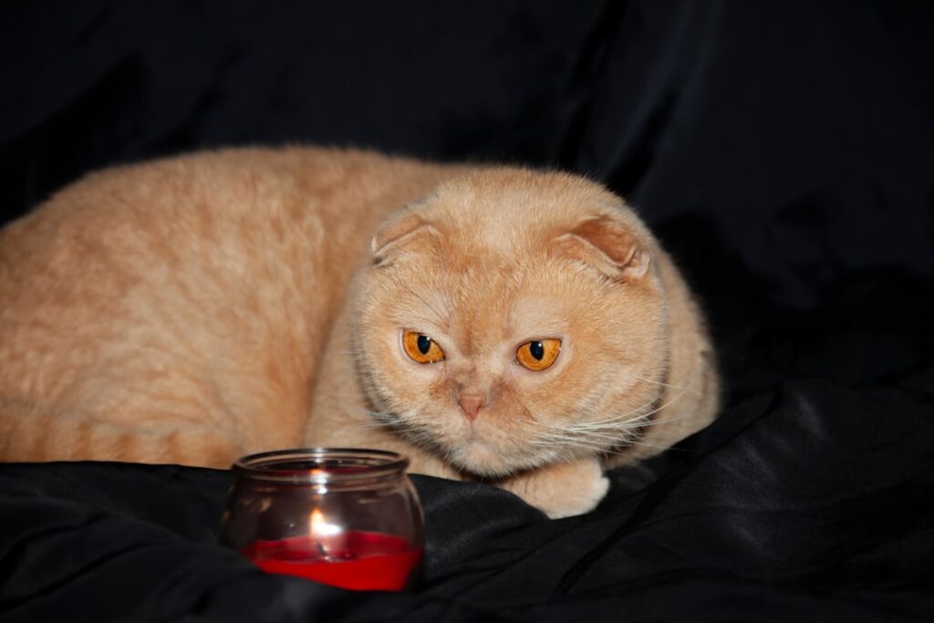 orange cat