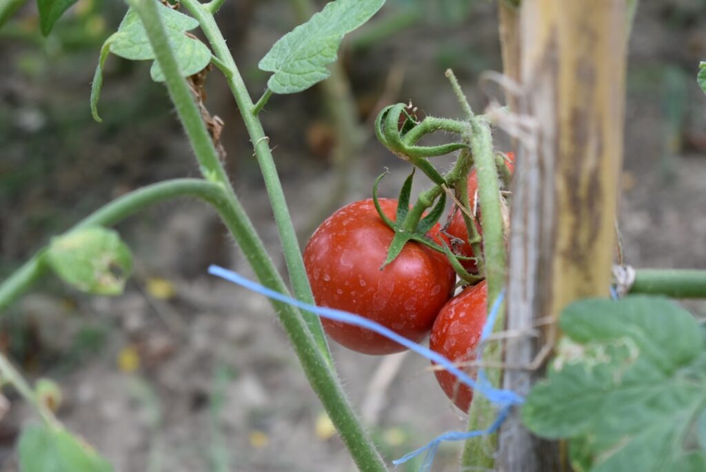a close up of two tomatoes growing on a plant
